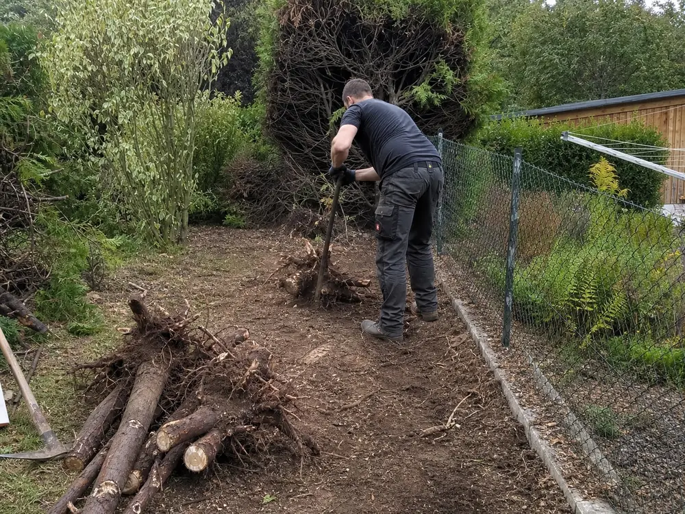Ein Arbeiter entfernt Wurzeln einer zurückgebauten Hecke aus einem Garten